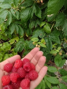 PW 2Himbeeren
