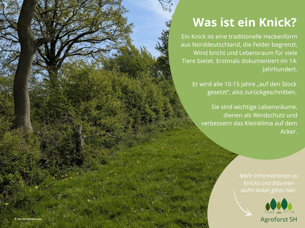 Infografik KNICKS Erklärung und Bild
